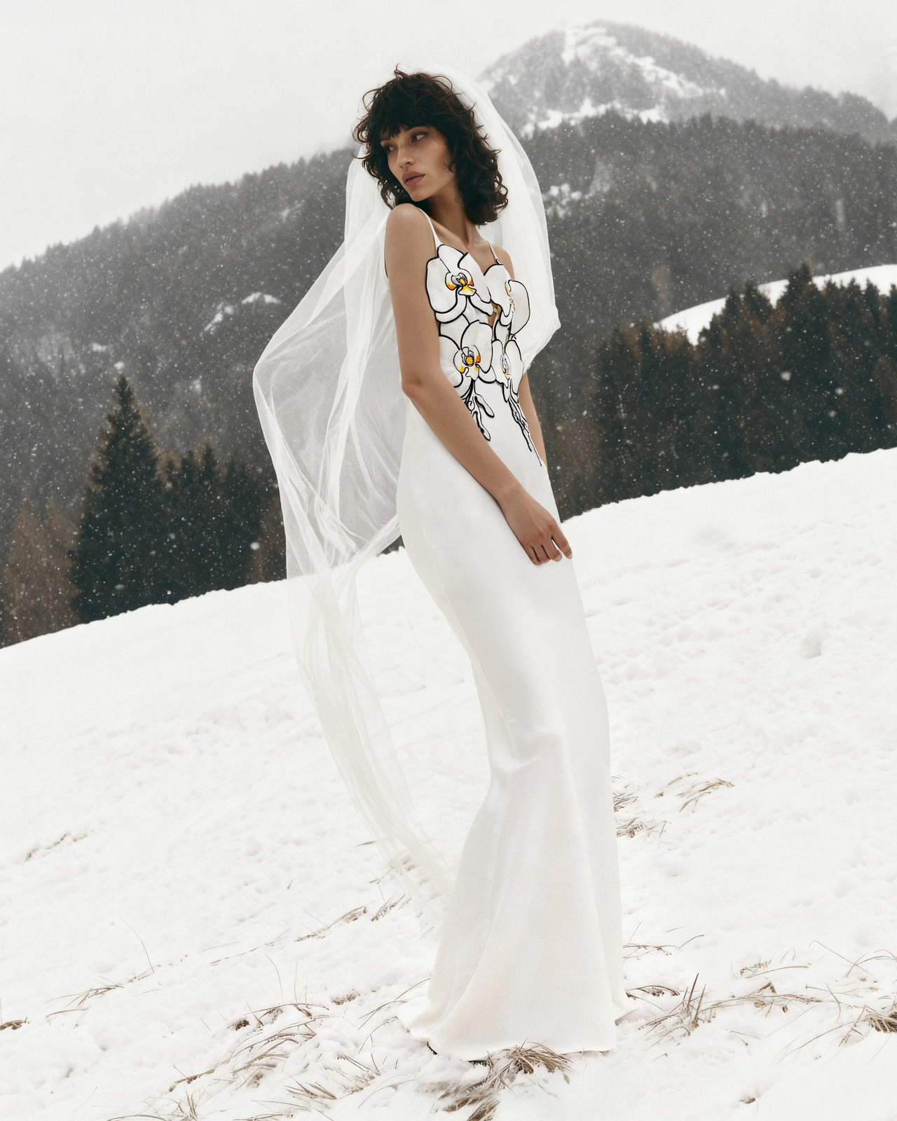 프로스티드 그레이스